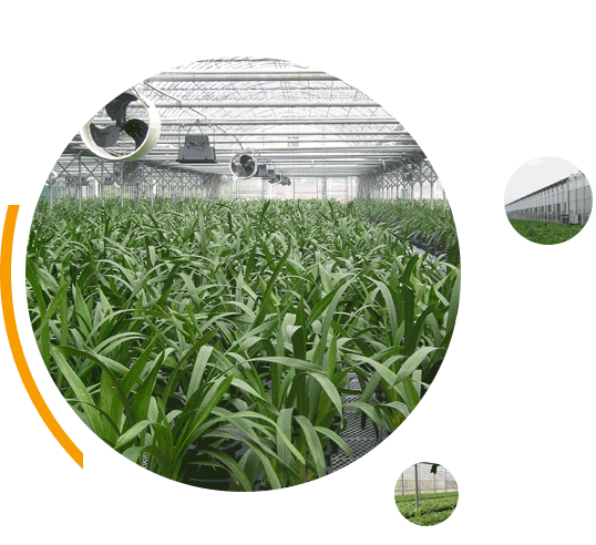 連棟大棚建造廠家