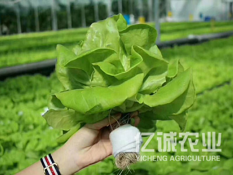 蔬菜無(wú)土栽培