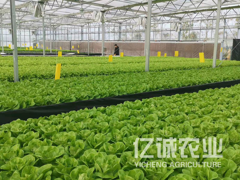 蔬菜無(wú)土栽培 蔬菜無(wú)土栽培